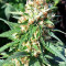 Julies Cookies Seeds