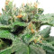 Graines de cannabis Kali China Breeders Pack (Ace Seeds)