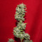 Graines de cannabis King Kong Auto (Dr Underground)