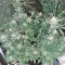 Graines de cannabis King Kong (Big Buddha Seeds)