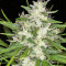 Malawi Breeders Pack feminized seeds