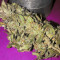 Melon Gum Auto Seeds