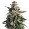 Graines de cannabis Old Early Skunk (Hero Seeds)