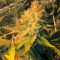 Pineapple Express Seeds (G13 Labs)