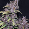 Graines féminisées de Purple Lemonade Auto (Fast Buds)