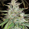 Sandstorm (CannaBioGen)