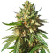 Sherbet Queen strain