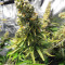 Silver Bubble (Reserva Privada)