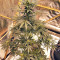 Sticky Fingers Autoflower (Seedstockers)