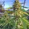 Strawberry Banana feminized seeds