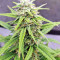 Strawberry Gum feminized seeds