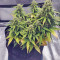 Strawberry Gum feminized seeds