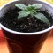 Thin Mint Crack Autoflower feminized seeds