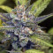 Wedding Cake Auto feminized seeds (Original Sensible Seeds)