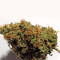 Graines de cannabis White Lavender (G13 Labs)