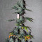Auto Wappa (Paradise Seeds)