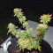 Blue Sherbet S1 strain