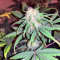 Exodus Cheese Autoflowering feminized seeds