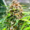 GG #4 Original Glue Fast Version เมล็ดพันธุ์สตรี (EGS)