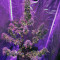 Semi femminizzati Girl Scout Cookies Auto (Auto Seeds)