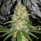 GG#4 Original Glue (Cali Buds Seeds)