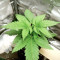 Grease Monkey (Herbies Seeds)