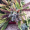 Kushberry feminized seeds