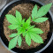 Semi Femminizzati Red Strawberry Banana Auto (Sweet Seeds)