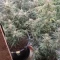 Gorilla Cookies Seeds