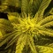 Blackberry Moonrocks Seeds (AlphaFem Seeds) - Cannabis Strain Seeds for Sale