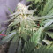 Critical Kush Seeds (Barney's Farm)