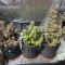 Venta online de Runtz Autoflower de EGS
