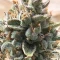 Achetez des graines féminisées Grandmommy Purple par Herbies Seeds