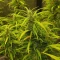 Apple Betty Seeds - Cannabis Strain Seeds for Sale
