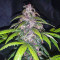 C4 Seeds - Cannabis Strain Seeds for Sale