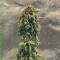 Venta de Rhino Ryder Auto (Fast Buds) | Semillas de marihuana feminizadas