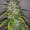 Glue Gelato Seeds - Cannabis Strain Seeds for Sale