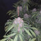 New York Diesel Auto (Expert Seeds) Seeds - Cannabis Strain Seeds for Sale