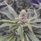Kush Mintz Seeds (Barney’s Farm)