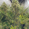 Amnesia Lemon Kush Seeds (Original Sensible Seeds) - Cannabis Strain Seeds for Sale