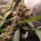 GG#4 Original Glue Seeds