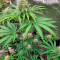 Lemon Tree Seeds (Barney's Farm) - Cannabis Strain Seeds for Sale
