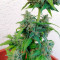 Wedding Cake Auto feminized seeds for sale by Original Sensible Seeds
