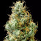 Girl Scout Cookies Seeds (Blimburn Seeds) - Cannabis Strain Seeds for Sale