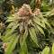 GG#4 Original Glue Seeds (Seedstockers) - Cannabis Strain Seeds for Sale