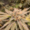 Acquista semi femminizzati Royal Gorilla di Royal Queen Seeds