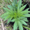 Mimosa EVO Seeds (Barney’s Farm) - Cannabis Strain Seeds for Sale