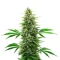 Alien OG Seeds