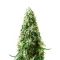 Auto Bubble Gum XXL feminized seeds