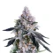 Banana Daddy R1 feminisierte Samen (Ethos Genetics)